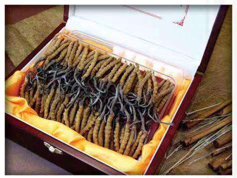 乌当冬虫夏草回收